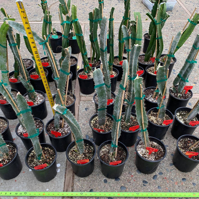 Well Rooted Tricia, Edgar’s baby, Palora & Seoul Kitchen, Desert King, Ocamponis, Ohana Express, Desert Princess…. Dragon fruit- pitaya