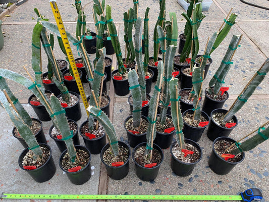 Well Rooted Tricia, Edgar’s baby, Palora & Seoul Kitchen, Desert King, Ocamponis, Ohana Express, Desert Princess…. Dragon fruit- pitaya