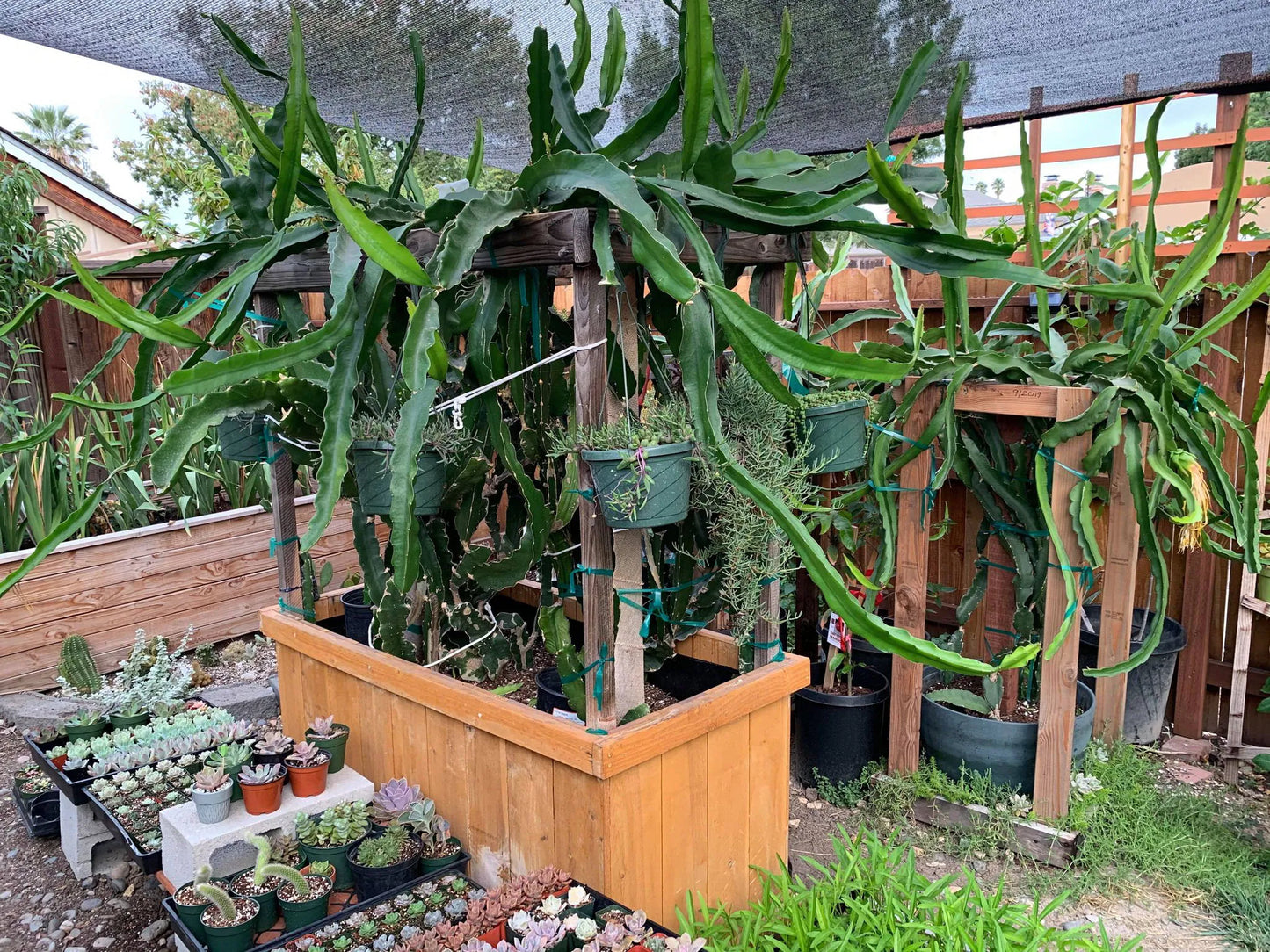 Well Rooted Tricia, Edgar’s baby, Palora & Seoul Kitchen, Desert King, Ocamponis, Ohana Express, Desert Princess…. Dragon fruit- pitaya