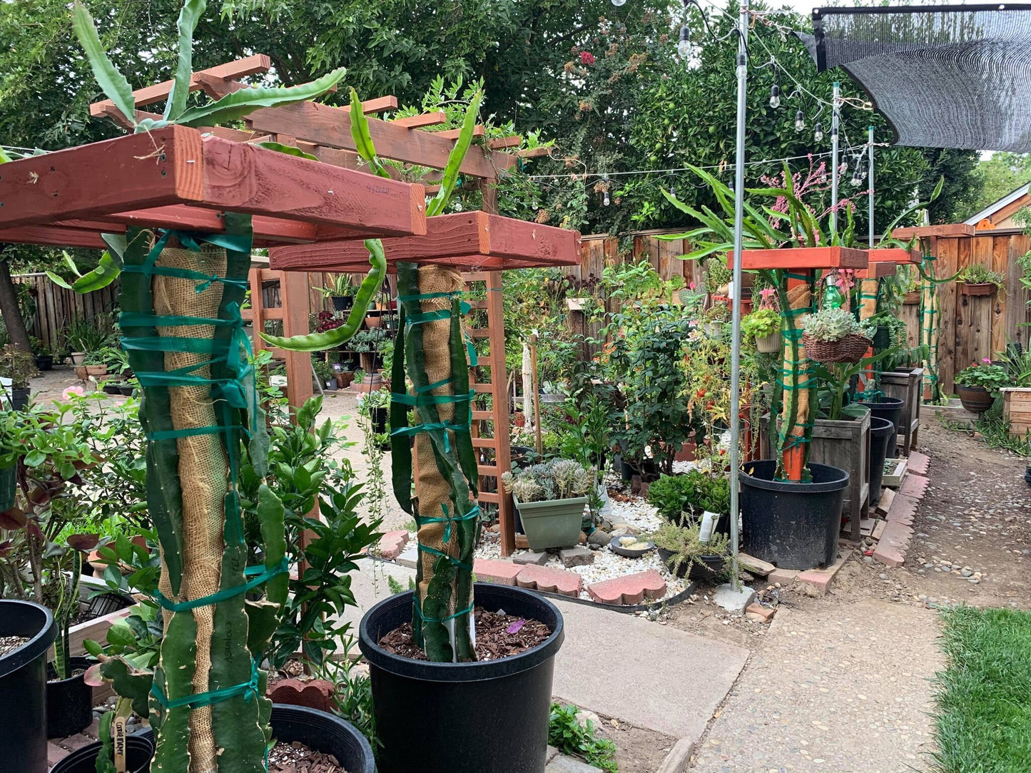 Well Rooted Tricia, Edgar’s baby, Palora & Seoul Kitchen, Desert King, Ocamponis, Ohana Express, Desert Princess…. Dragon fruit- pitaya