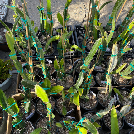 Well Rooted Tricia, Edgar’s baby, Palora & Seoul Kitchen, Desert King, Ocamponis, Ohana Express, Desert Princess…. Dragon fruit- pitaya