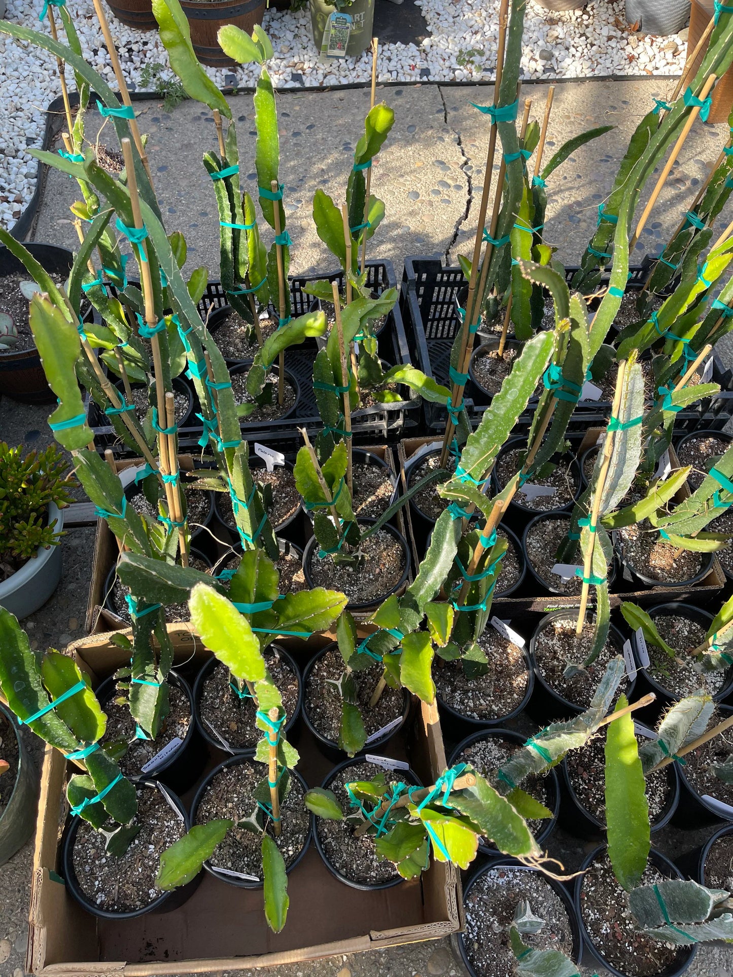 Well Rooted Tricia, Edgar’s baby, Palora & Seoul Kitchen, Desert King, Ocamponis, Ohana Express, Desert Princess…. Dragon fruit- pitaya