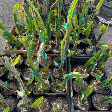 Well Rooted Tricia, Edgar’s baby, Palora & Seoul Kitchen, Desert King, Ocamponis, Ohana Express, Desert Princess…. Dragon fruit- pitaya