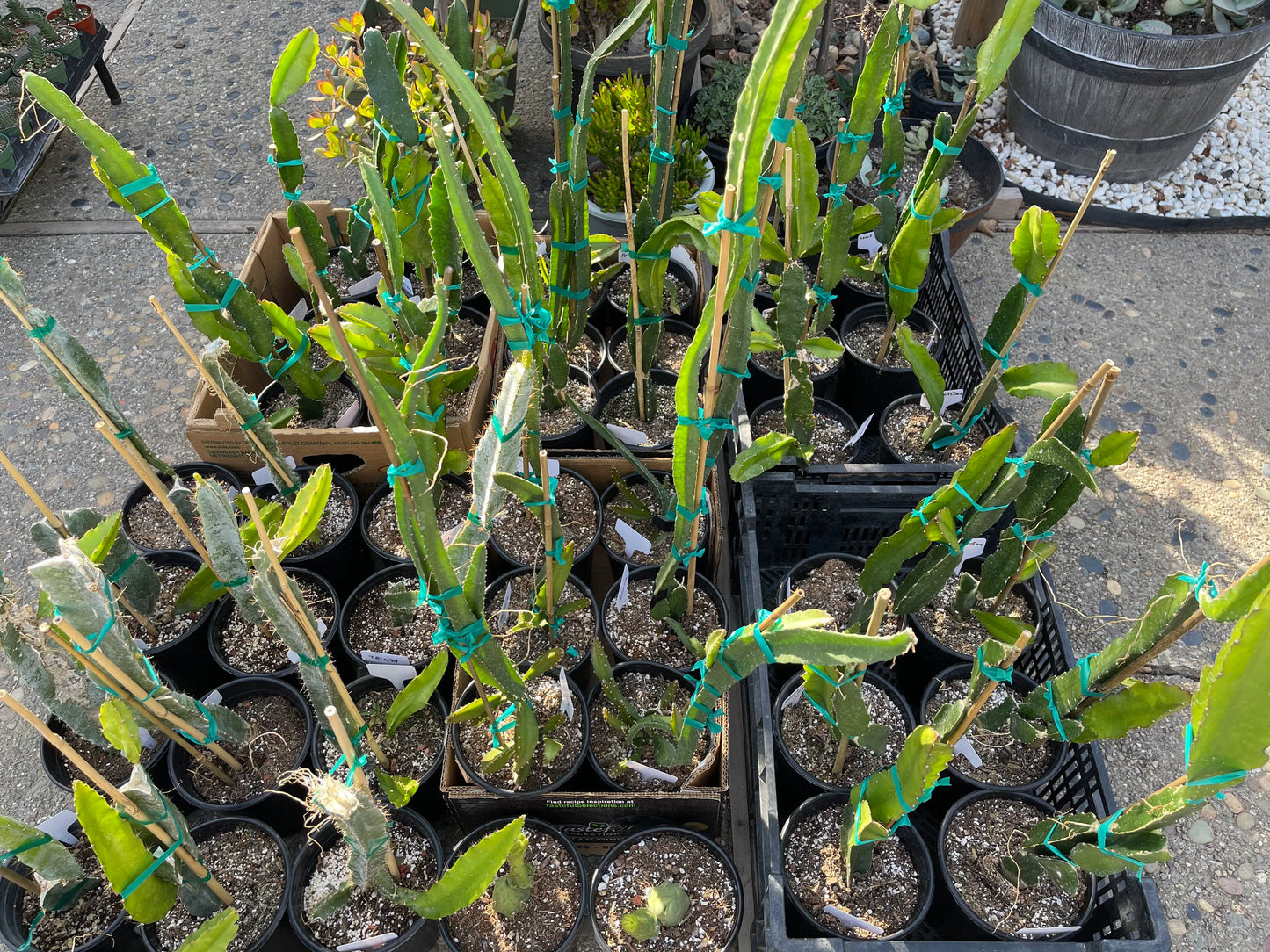 Well Rooted Tricia, Edgar’s baby, Palora & Seoul Kitchen, Desert King, Ocamponis, Ohana Express, Desert Princess…. Dragon fruit- pitaya